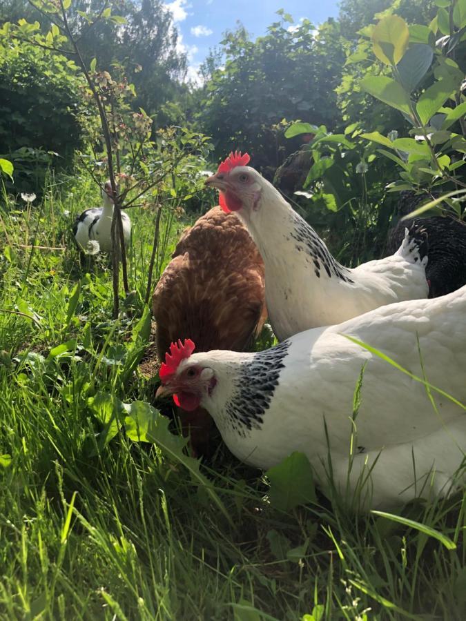 Agroturystyka Chata za wsią Uscie Gorlickie Zewnętrze zdjęcie