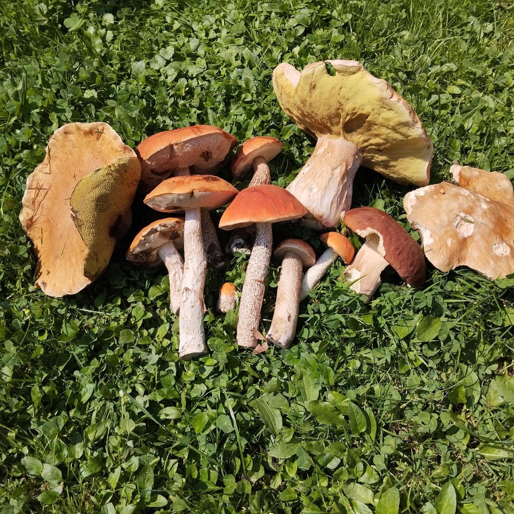 Agroturystyka Chata za wsią Uscie Gorlickie Zewnętrze zdjęcie